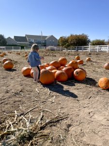 Andelin Family Farm u-pick pumpkins 