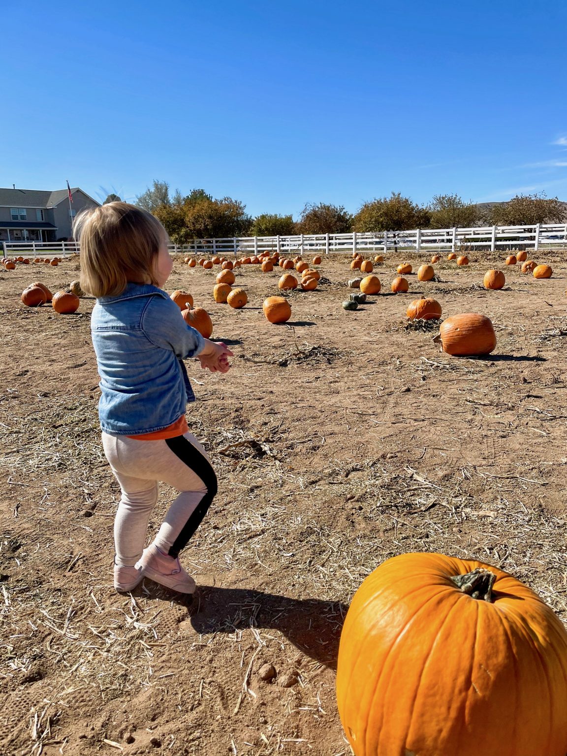 Reno Pumpkin Patch Locations FMM