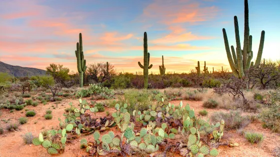 Tucson Saguaro Cactus